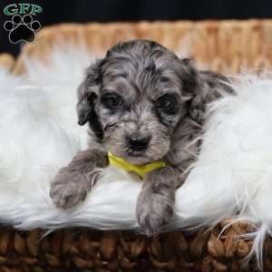 Ringo, Cavapoo Puppy